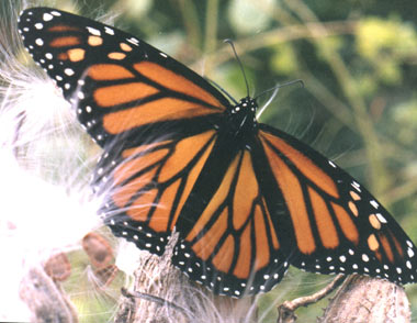 Monarch butterfly on milkweed